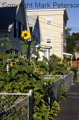 Sunflowers on Walnut Street