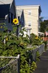 Sunflowers on Walnut Street